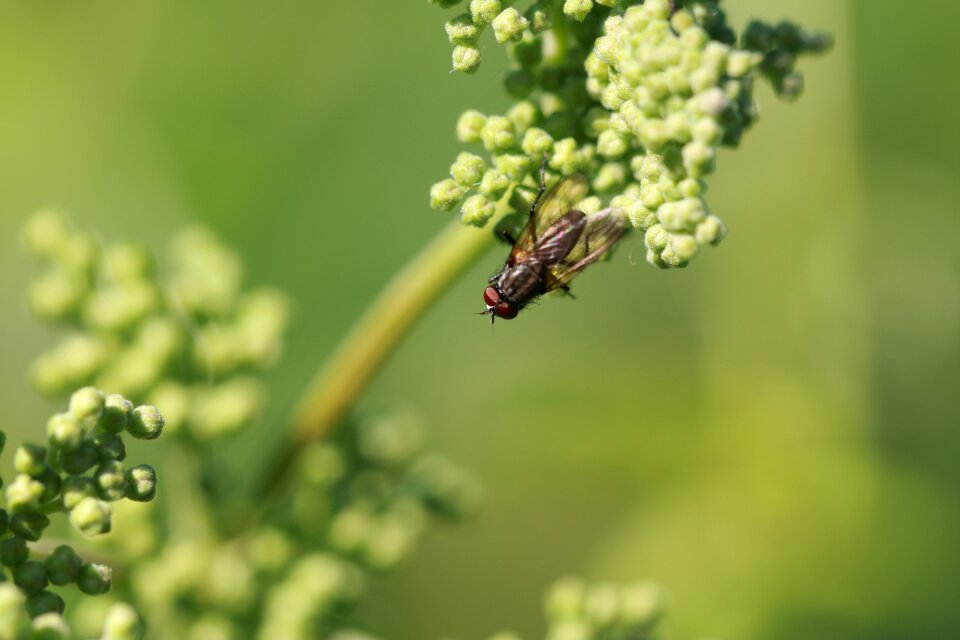 Flying insect macro nature