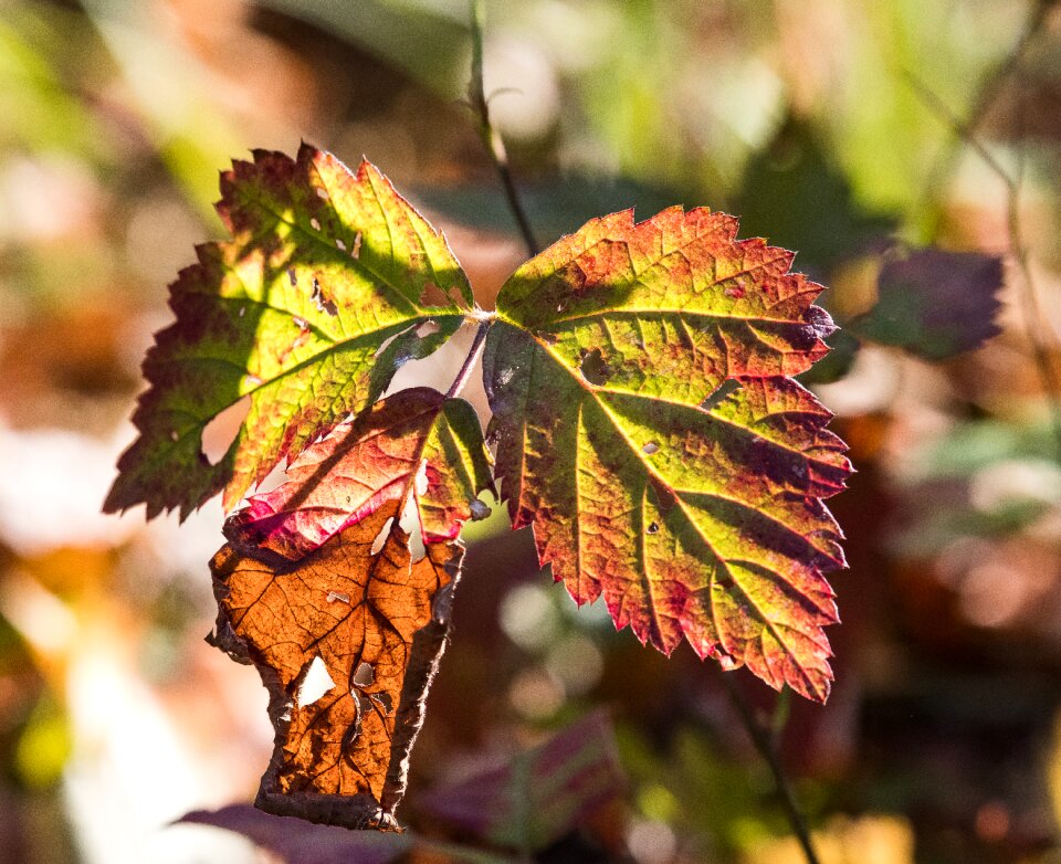 Fall color autumn mood leaf