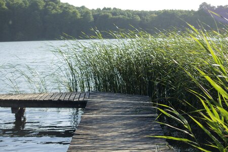 Green nature bridge photo