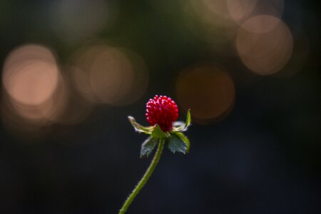 Wild strawberry fruit