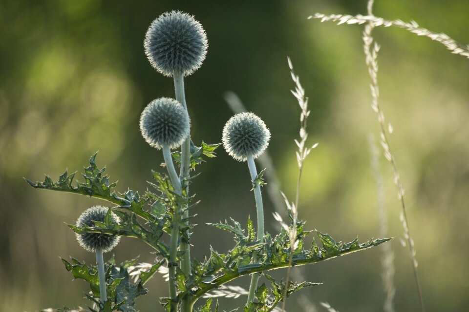 Summer plant flower