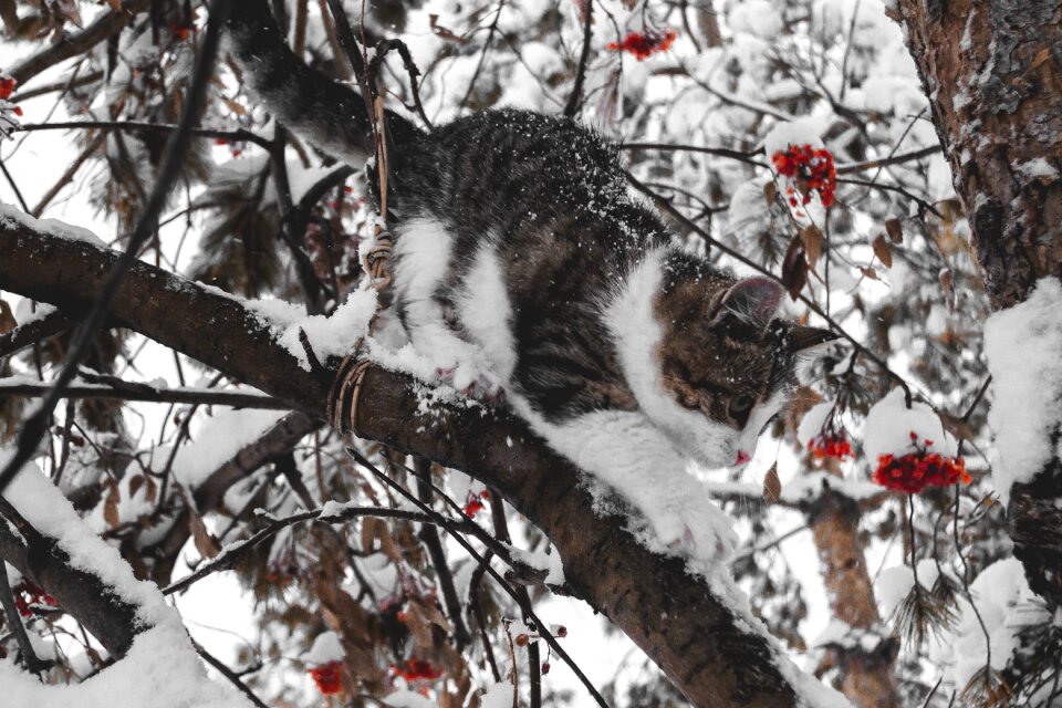 Frost animals nature