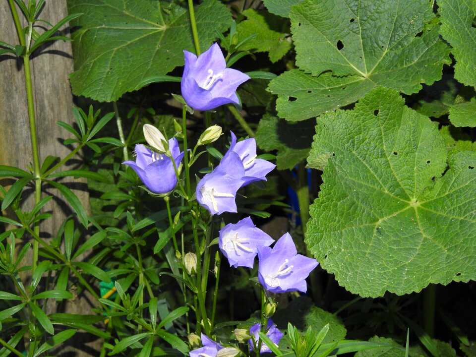 Garden spring nature