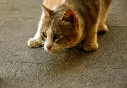 Animal world domestic cat creature