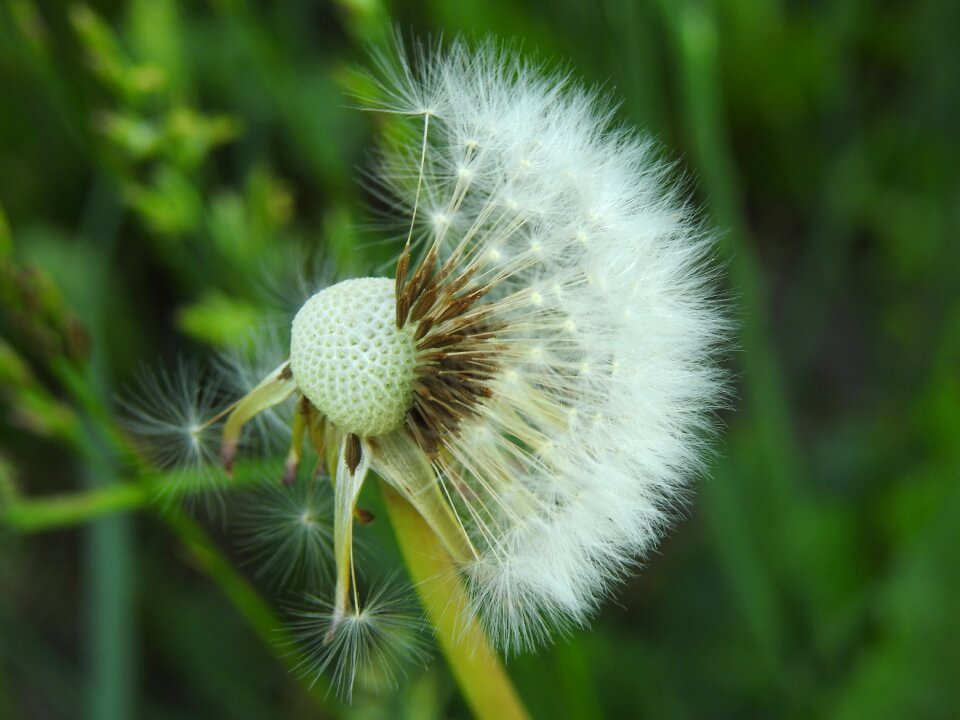 Plant meadow closeup