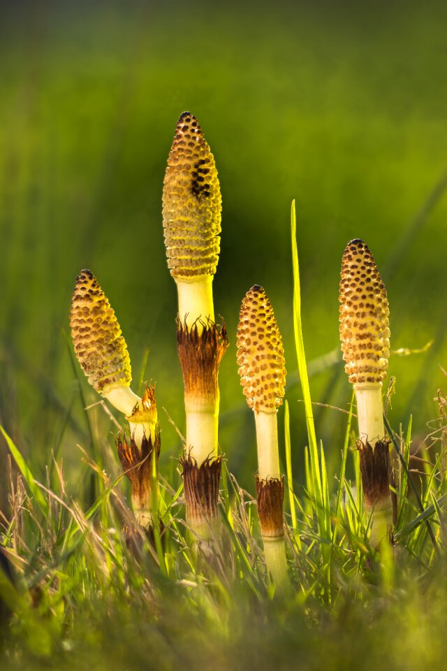 Equisetum arvense cat wedel nature