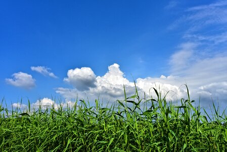 Vegetation marsh sky