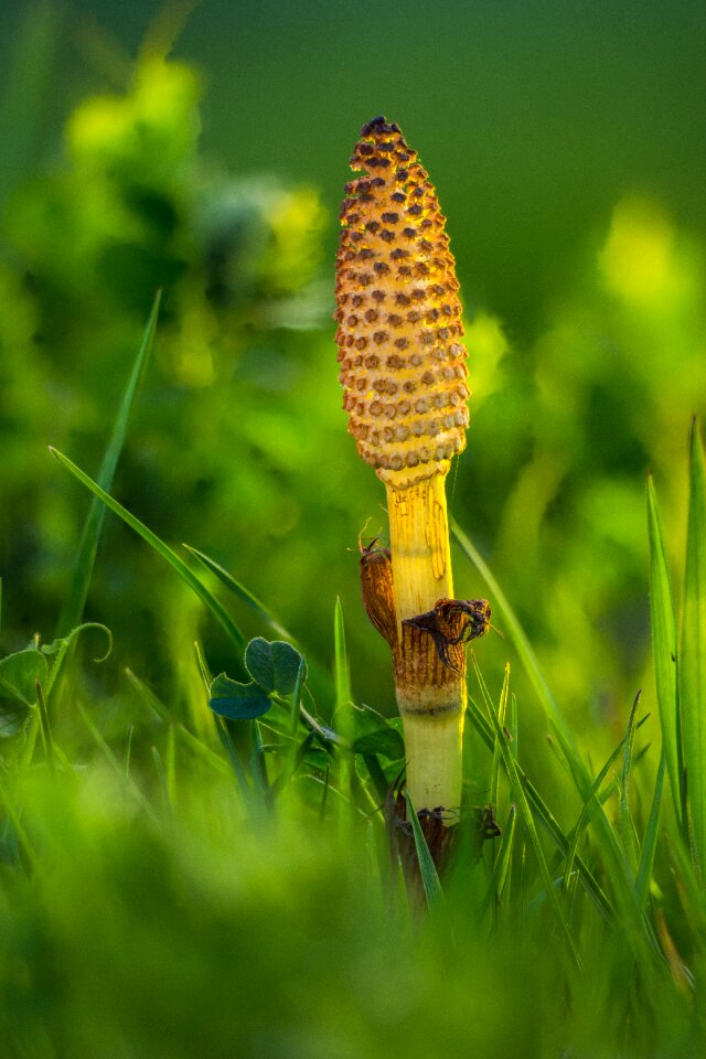 Equisetum arvense cat wedel nature