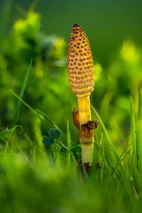 Equisetum arvense cat wedel nature