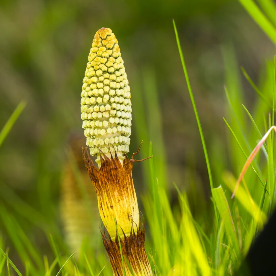 Equisetum arvense cat wedel nature