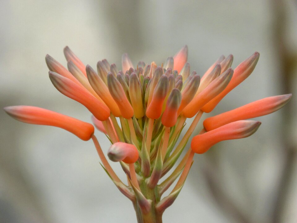 Cactus flower plant geometry orange flower