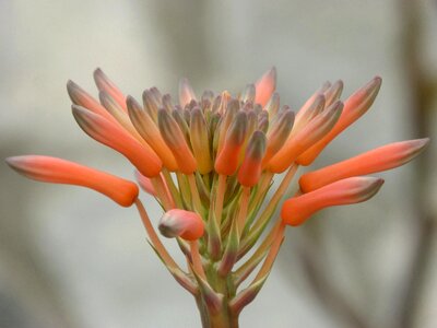 Cactus flower plant geometry orange flower photo
