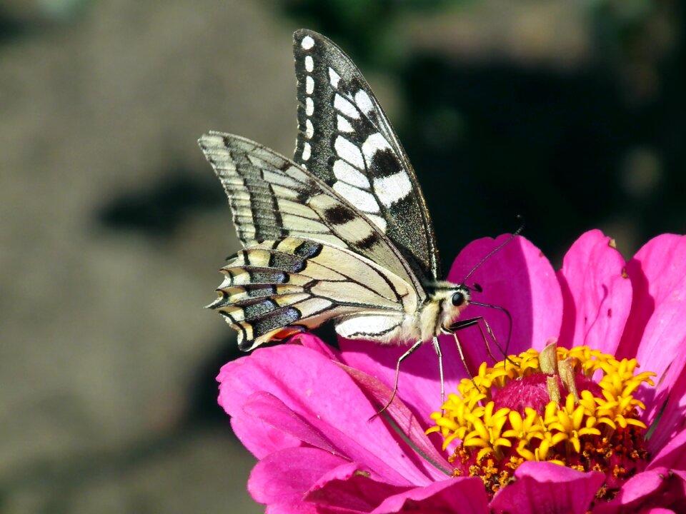 Nature flower zinnia