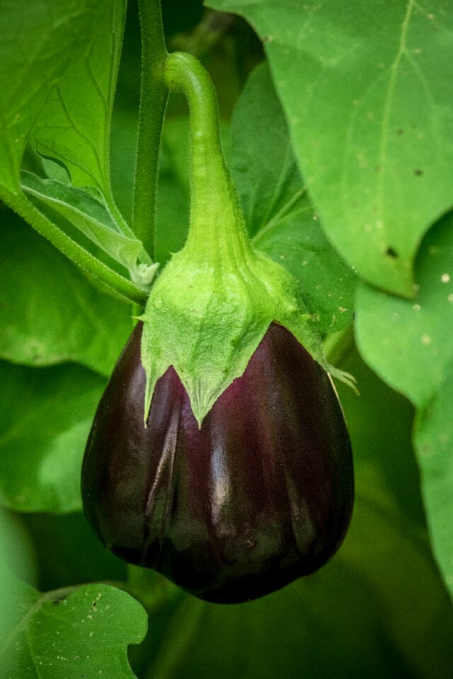 Raw fresh close up
