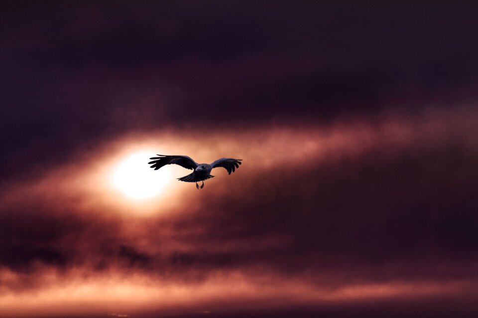 Sky evening bird