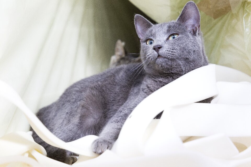 Pet cute portrait