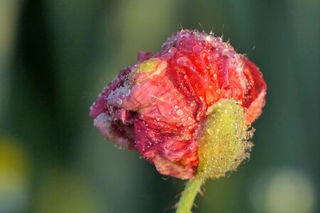 Morgentau nature plant