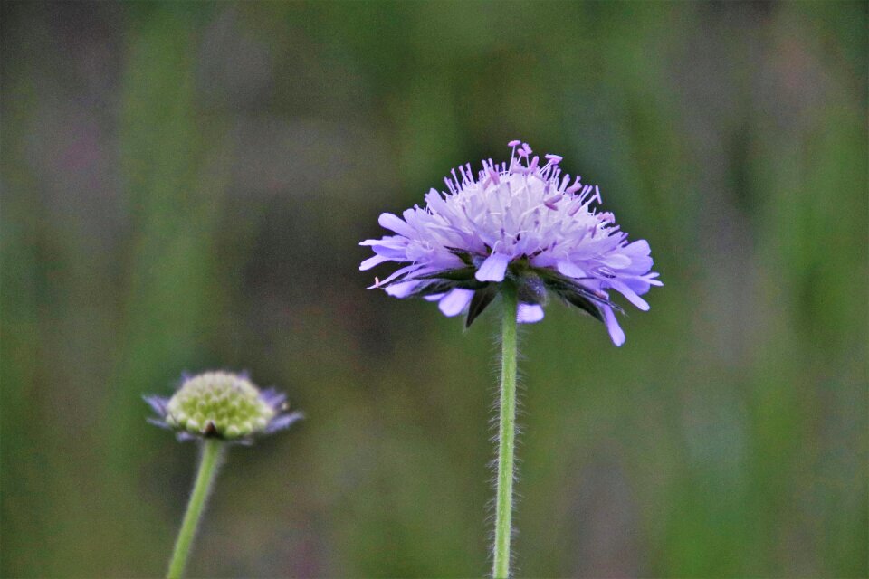 Spring flower field plant blooms