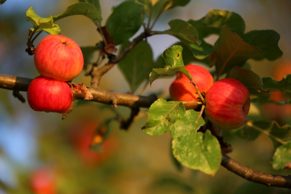 Harvest healthy fresh