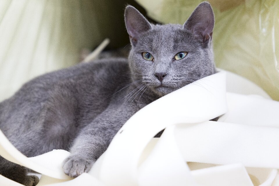 Pet cute grey