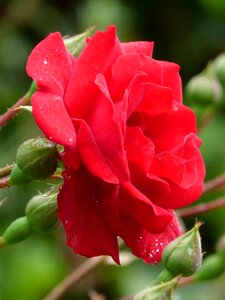 Rosa flower red rose photo