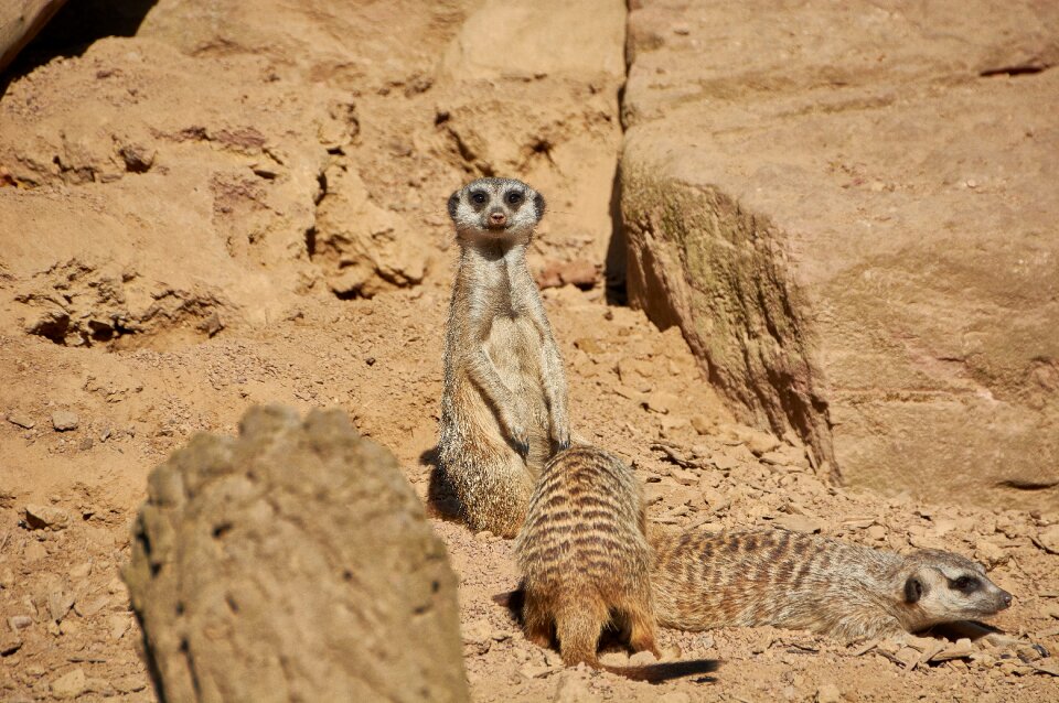 Wild animal portrait animal portrait