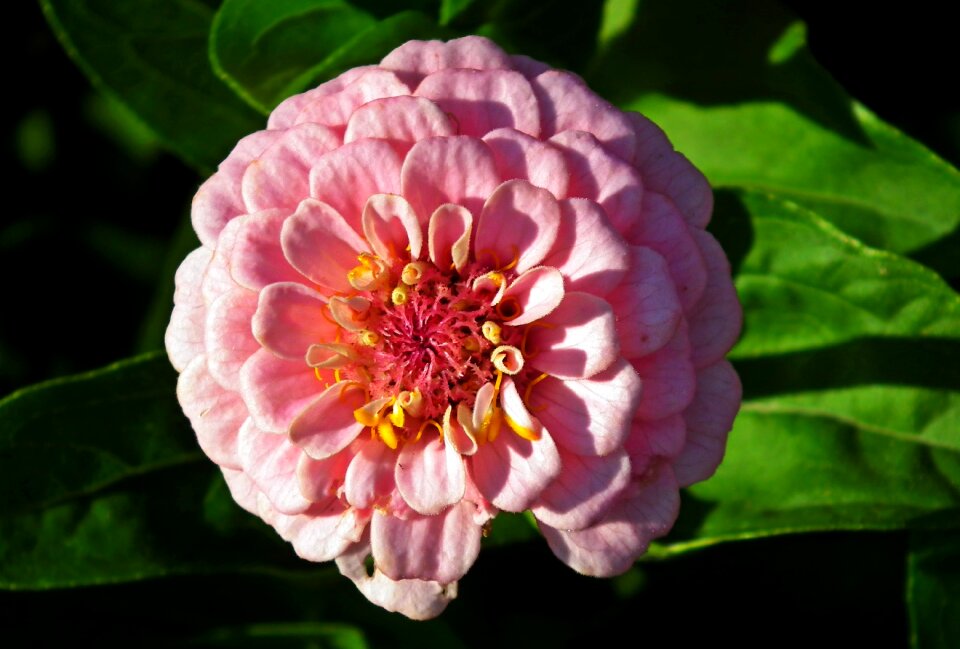 Nature garden macro