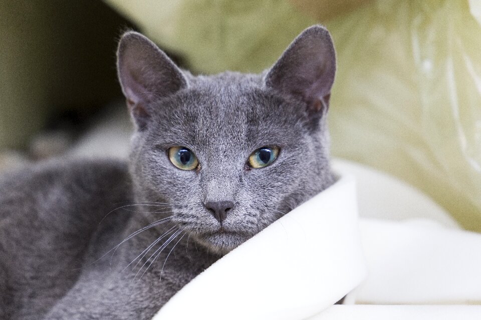 Pet domestic grey