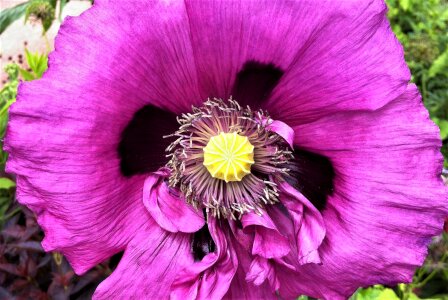 Garden color closeup photo