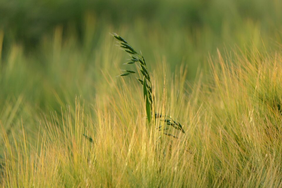 Plant background morning