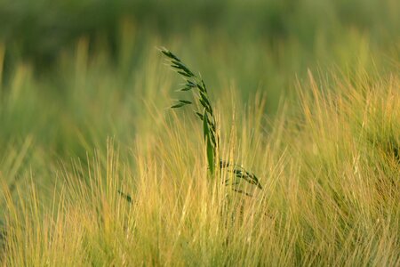 Plant background morning