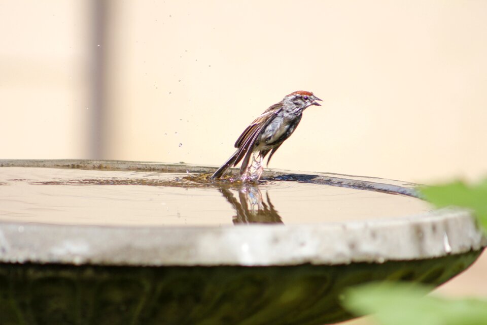 Wildlife water bath