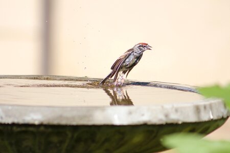 Wildlife water bath