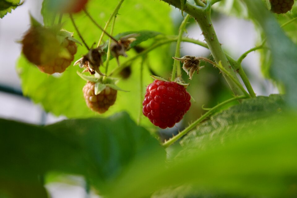 Raspberry fresh healthy