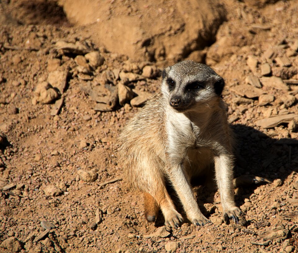 Wild animal portrait animal portrait