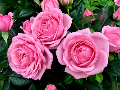 Bloom tender flower