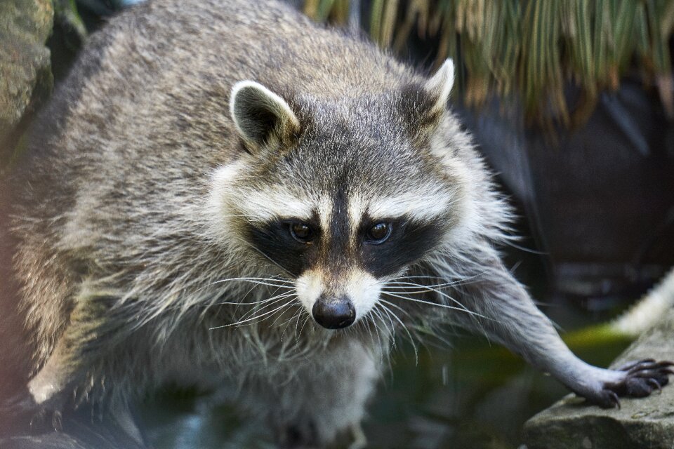 Portrait animal portrait raccoon