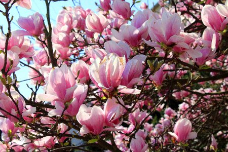 Spring flourishing pink flowers photo