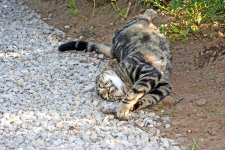 Garden mouse play