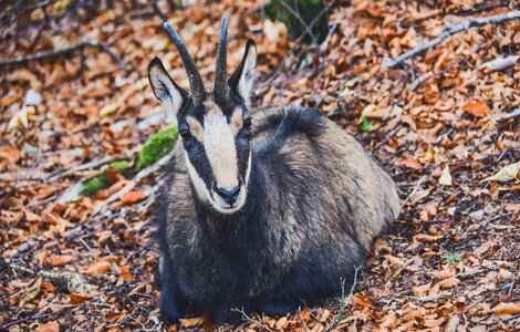 Horns fauna mammals