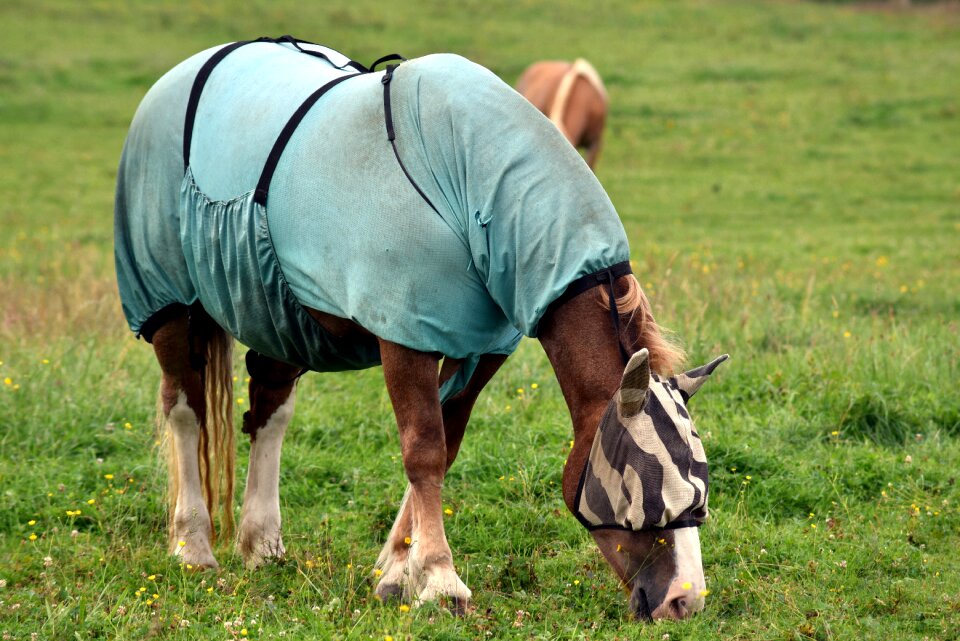 Insect protection covered cap