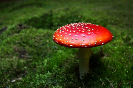 Nature green red