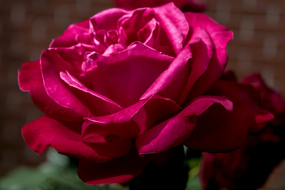 Rose summer plant