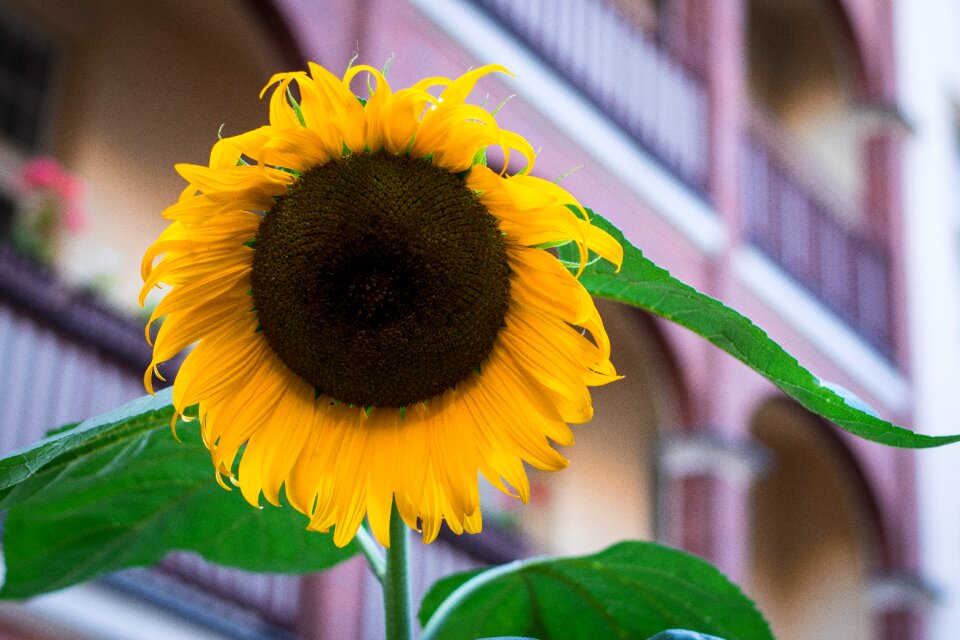 Nature summer blossom
