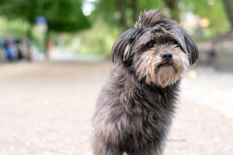 Animal pet purebred dog