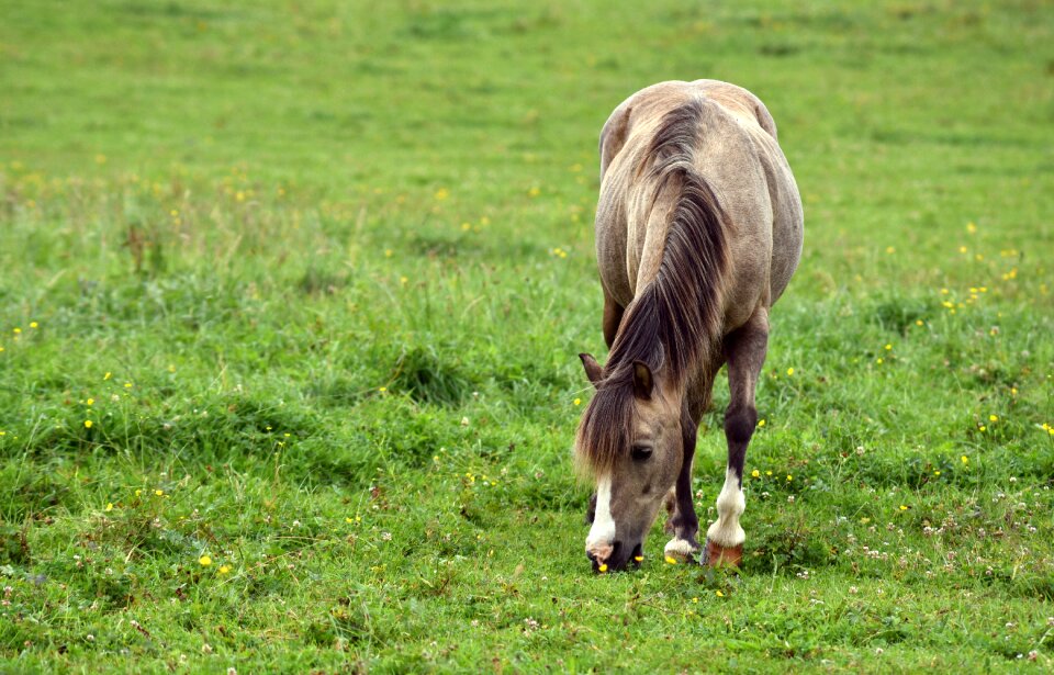 Coupling nature graze