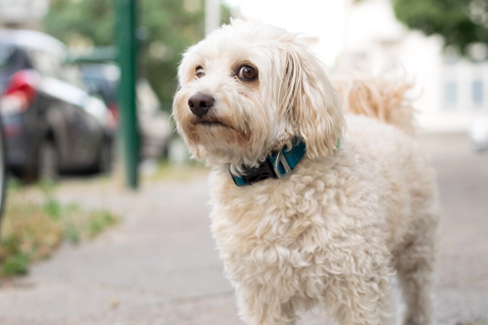 Animal pet purebred dog