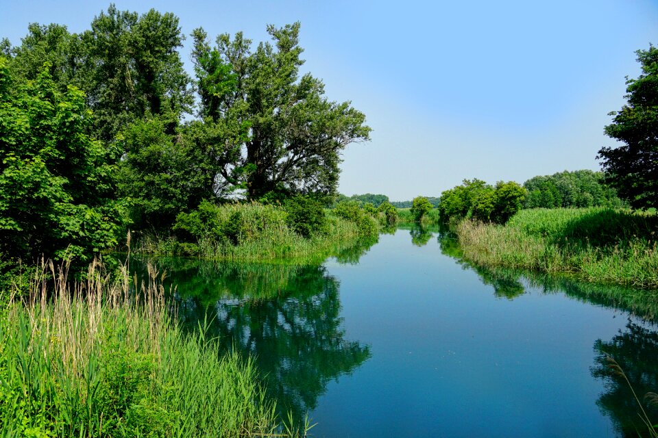 Forest trees river reflection