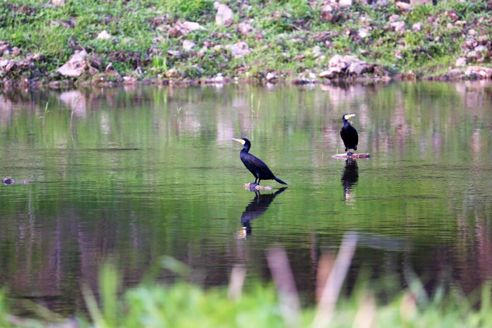 Nature water green river