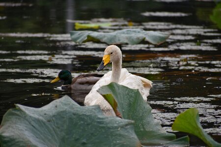 Waterweed lotus bird